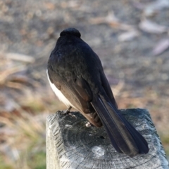 Rhipidura leucophrys at Huskisson, NSW - 3 Aug 2023 08:06 AM