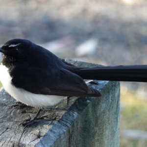 Rhipidura leucophrys at Huskisson, NSW - 3 Aug 2023 08:06 AM