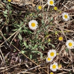 Erigeron karvinskianus (Seaside Daisy) at Tuggeranong, ACT - 2 Sep 2023 by Mike