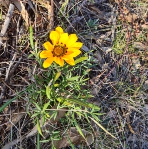 Gazania rigens at Tuggeranong, ACT - 2 Sep 2023 03:36 PM