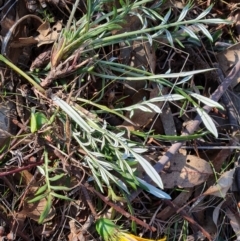 Gazania rigens at Tuggeranong, ACT - 2 Sep 2023 03:36 PM