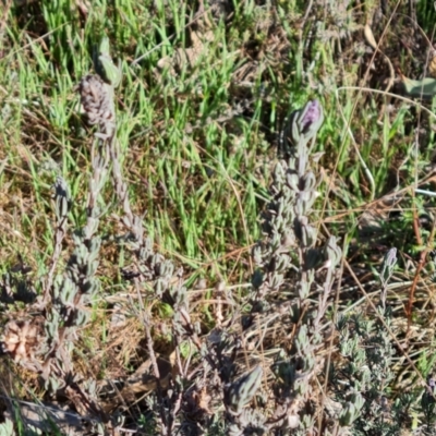 Lavandula stoechas (Spanish Lavender or Topped Lavender) at Jerrabomberra, ACT - 2 Sep 2023 by Mike