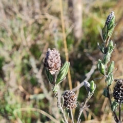 Lavandula stoechas at Jerrabomberra, ACT - 2 Sep 2023 02:56 PM