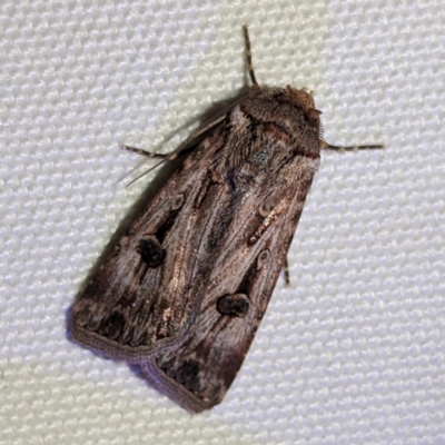 Unidentified Noctuoid moth (except Arctiinae) at Leinster, WA - 1 Sep 2023 by HelenCross