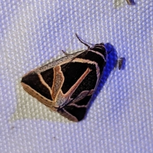 Fodina ostorius at Leinster, WA - 1 Sep 2023 09:35 PM