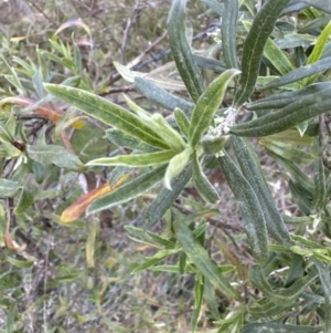 Billardiera scandens at Cook, ACT - 2 Sep 2023