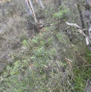 Billardiera scandens at Belconnen, ACT - 2 Sep 2023