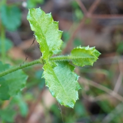 Gonocarpus teucrioides (Germander Raspwort) at Vincentia, NSW - 3 Aug 2023 by RobG1