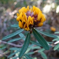 Pultenaea daphnoides (Large-leaf Bush-pea) at Vincentia Bushcare - 2 Aug 2023 by RobG1