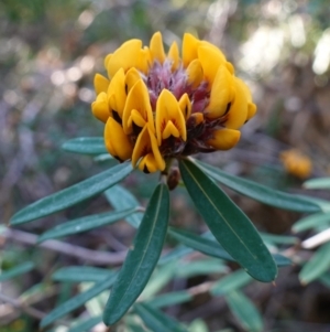 Pultenaea daphnoides at Vincentia, NSW - 3 Aug 2023 08:42 AM