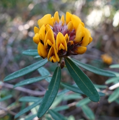 Pultenaea daphnoides (Large-leaf Bush-pea) at Vincentia Coastal Walking Track - 2 Aug 2023 by RobG1