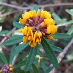 Pultenaea daphnoides at Vincentia, NSW - 3 Aug 2023 08:42 AM