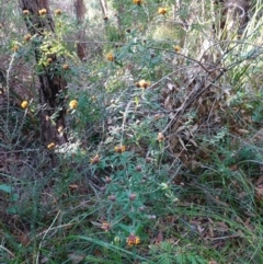 Pultenaea daphnoides at Vincentia, NSW - 3 Aug 2023 08:42 AM