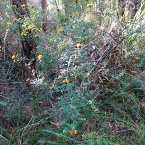 Pultenaea daphnoides at Vincentia, NSW - 3 Aug 2023