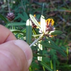 Pultenaea daphnoides at Vincentia, NSW - 3 Aug 2023 08:42 AM