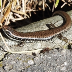 Eulamprus heatwolei (Yellow-bellied Water Skink) at Tidbinbilla Nature Reserve - 26 Aug 2023 by JohnBundock