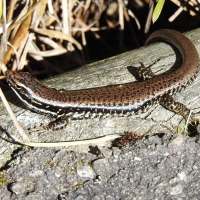 Eulamprus heatwolei (Yellow-bellied Water Skink) at Paddys River, ACT - 26 Aug 2023 by JohnBundock
