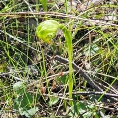 Pterostylis nutans (Nodding Greenhood) at Belconnen, ACT - 2 Sep 2023 by sangio7