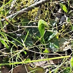 Pterostylis nutans at Belconnen, ACT - 2 Sep 2023
