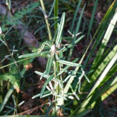 Pultenaea linophylla (Halo Bush-Pea) at Vincentia Bushcare - 2 Aug 2023 by RobG1