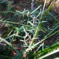 Pultenaea linophylla at Vincentia, NSW - 3 Aug 2023 08:43 AM