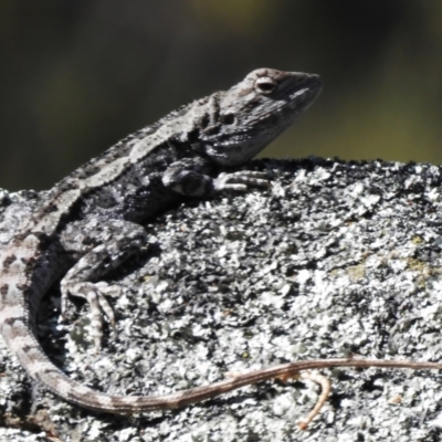 Amphibolurus muricatus (Jacky Lizard) at Rendezvous Creek, ACT - 2 Sep 2023 by JohnBundock