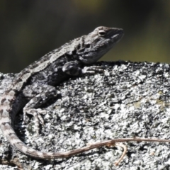 Unidentified Dragon at Rendezvous Creek, ACT - 2 Sep 2023 by JohnBundock