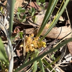 Lomandra bracteata (Small Matrush) at Higgins Woodland - 2 Sep 2023 by Untidy