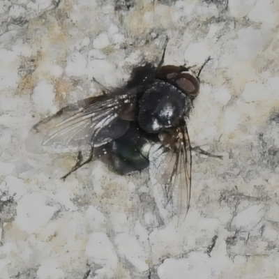 Onesia sp. (genus) (A blow fly) at Rendezvous Creek, ACT - 2 Sep 2023 by JohnBundock