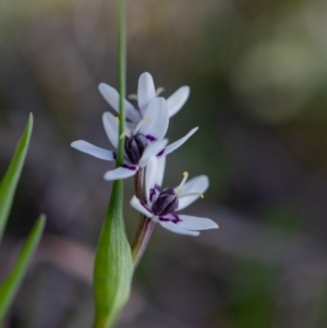Wurmbea dioica subsp. dioica at Strathnairn, ACT - 26 Aug 2023