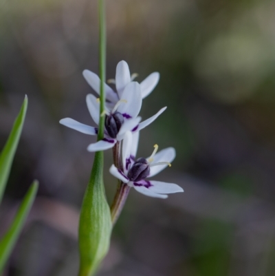 Wurmbea dioica subsp. dioica (Early Nancy) at Strathnairn, ACT - 26 Aug 2023 by Cristy1676