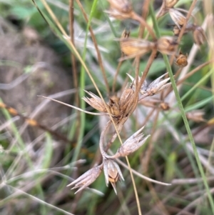 Juncus homalocaulis at Cotter River, ACT - 27 Apr 2023 02:08 PM