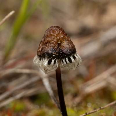 Asterella drummondii at Strathnairn, ACT - 2 Sep 2023 by Cristy1676