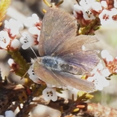 Erina acasta (Blotched Dusky-blue) at Rendezvous Creek, ACT - 2 Sep 2023 by JohnBundock