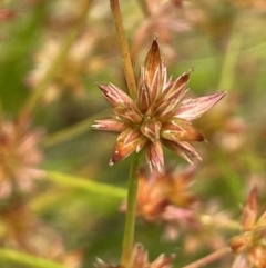 Juncus fockei (A Rush) at Krawarree, NSW - 22 Mar 2023 by JaneR