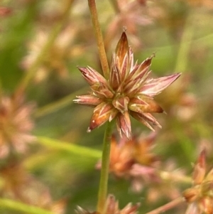 Juncus fockei at Krawarree, NSW - 22 Mar 2023