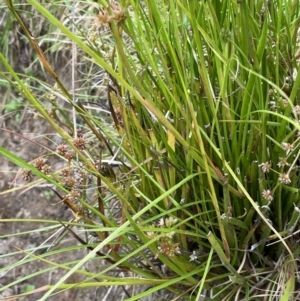 Juncus fockei at Krawarree, NSW - 22 Mar 2023