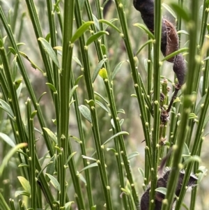 Cytisus scoparius subsp. scoparius at Krawarree, NSW - 22 Mar 2023