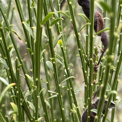 Cytisus scoparius subsp. scoparius (Scotch Broom, Broom, English Broom) at Krawarree, NSW - 22 Mar 2023 by JaneR