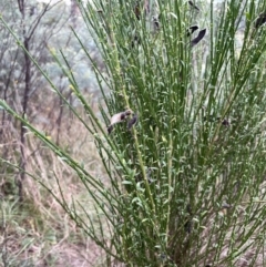 Cytisus scoparius subsp. scoparius at Krawarree, NSW - 22 Mar 2023 04:44 PM