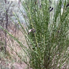 Cytisus scoparius subsp. scoparius at Krawarree, NSW - 22 Mar 2023