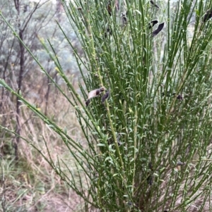 Cytisus scoparius subsp. scoparius at Krawarree, NSW - 22 Mar 2023