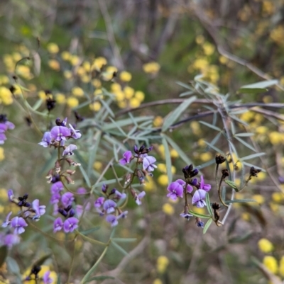 Glycine clandestina (Twining Glycine) at Nail Can Hill - 2 Sep 2023 by Darcy