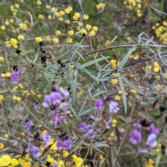 Glycine clandestina at Glenroy, NSW - 2 Sep 2023