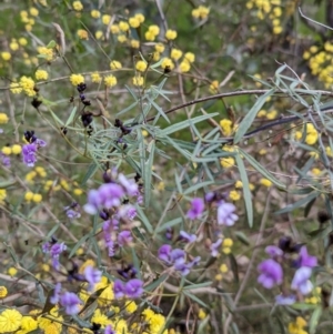 Glycine clandestina at Glenroy, NSW - 2 Sep 2023 02:35 PM