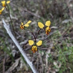 Diuris pardina (Leopard Doubletail) at Albury - 2 Sep 2023 by Darcy