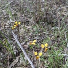 Diuris pardina at Glenroy, NSW - 2 Sep 2023