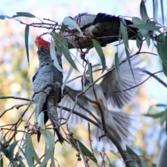 Callocephalon fimbriatum (Gang-gang Cockatoo) at Hughes Grassy Woodland - 2 Sep 2023 by LisaH