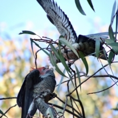 Callocephalon fimbriatum at Hughes, ACT - 2 Sep 2023