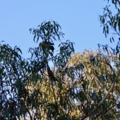 Callocephalon fimbriatum at Hughes, ACT - suppressed